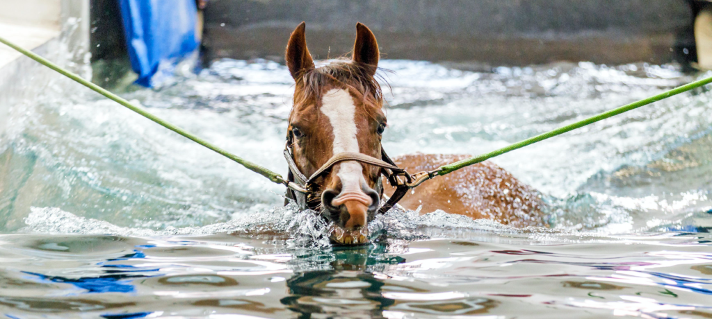 Horse Rehabiltation